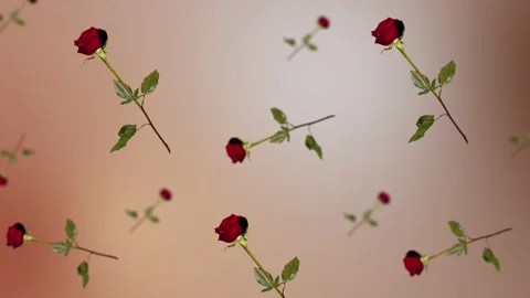 Collection of many different diameters red rose with stem and leaves Stock Footage 168619448