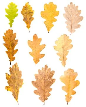 Collection of maple leaves in different stades of withering Stock Photos