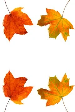 Collection of maple leaves Stock Photos