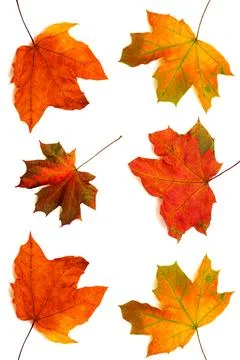 Collection of maple leaves Stock Photos