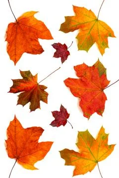 Collection of maple leaves Stock Photos