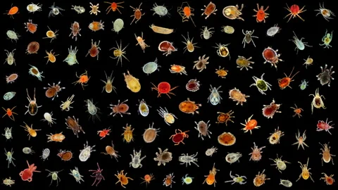 Collection of mites (acari) under a microscope. Variety of different species Stock Footage 275495338
