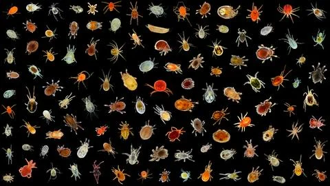 Collection of mites acari under a microscope. Variety of different species .. Stock Photos