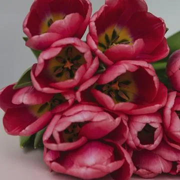 Collection of mixed flowers Stock Photos