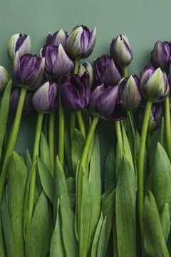 Collection of mixed flowers Stock Photos