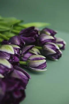 Collection of mixed flowers Stock Photos