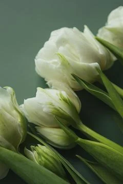 Collection of mixed flowers Stock Photos