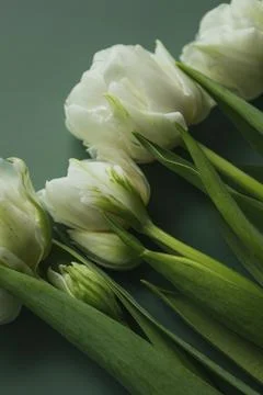 Collection of mixed flowers Stock Photos