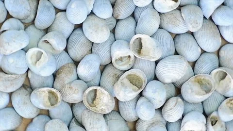 Collection Of Moon Snail Shells With Display Rotation Stock Footage 276586975