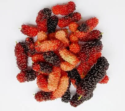 Collection of mulberries on a white background Stock Photos