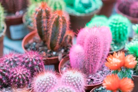 Collection of multi-colored cactuses Foto stock