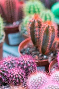 Collection of multi-colored cactuses Stock Photos