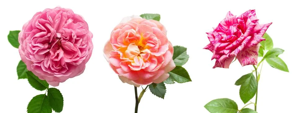 Collection multicolored flowers roses with leaf isolated on a white backgro.. Stock Photos
