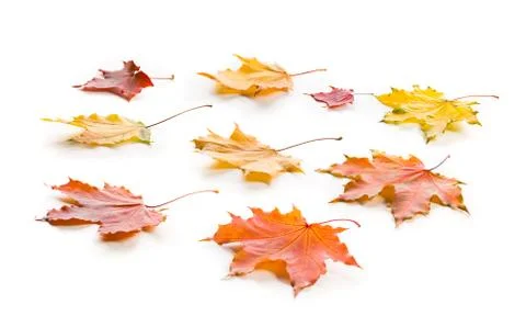 Collection of multicolored lying autumn maple leaves isolated on a white Stock Photos