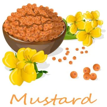 Collection of mustard vector illustrations: mustard seeds, flower, leaves and Stock Illustration