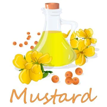 Collection of mustard vector illustrations: mustard seeds, flower, leaves and Stock Illustration