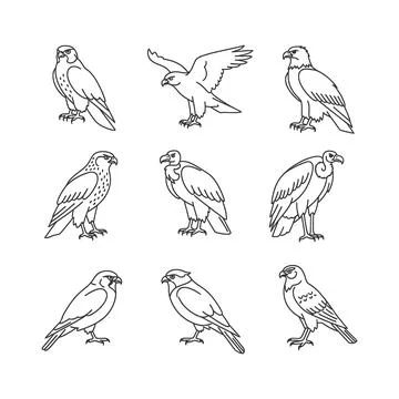 Collection of nine different eagle illustrations in various poses Stock Illustration