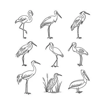 Collection of nine different heron illustrations in various poses 库存插图