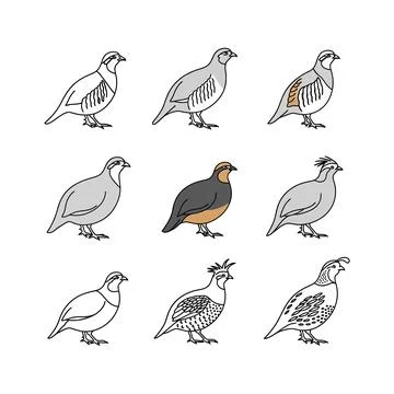 Collection of nine different quail bird illustrations 스톡 일러스트