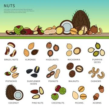 Collection of nuts on the table Stock Illustration