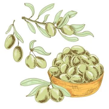 Collection of olives Stock Illustration