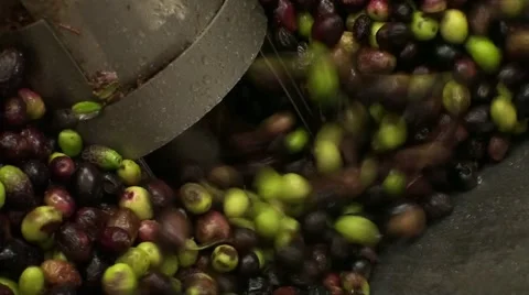 Collection of olives in Provence Video stock 53338086