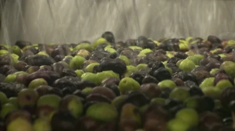 Collection of olives in Provence Stock Footage 53338145