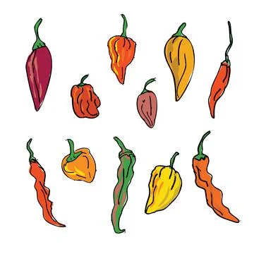 Collection or Set of Different Hot Chili Peppers Drawing Stock Illustration
