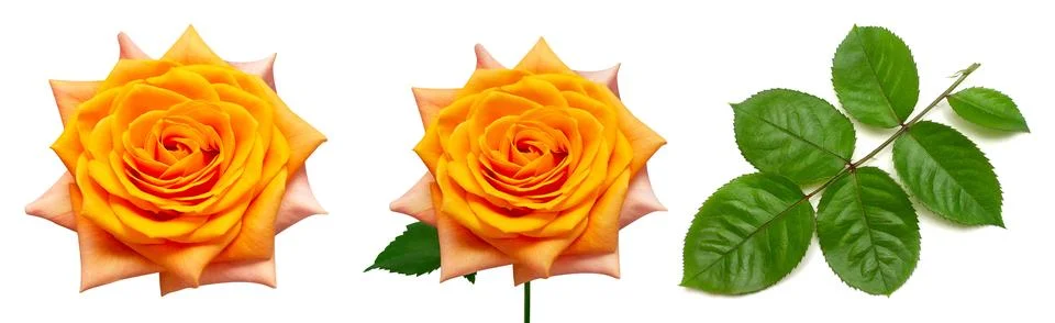 Collection of orange rose elements. Flower, leaf and branch isolated on a w.. Stock Photos