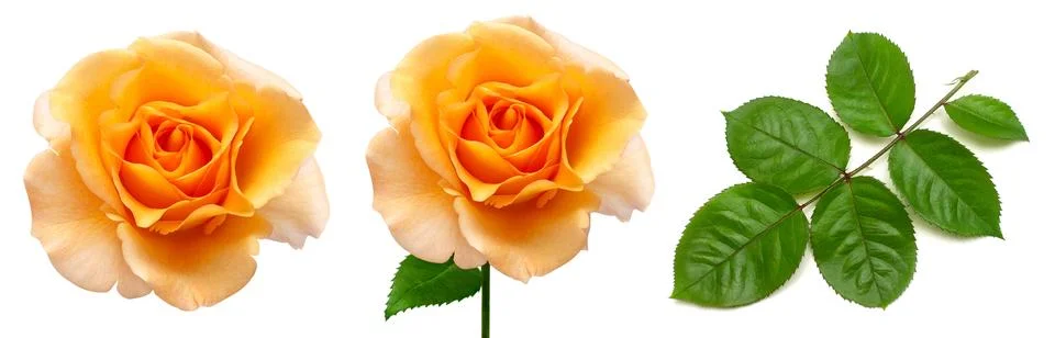 Collection of orange rose elements. Flower, leaf and branch isolated on a w.. Stock Photos