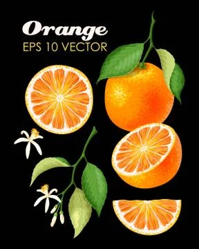 Collection of oranges Stock Illustration