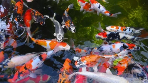 A collection of ornamental koi fish, specifically nishikigoi (brocaded carp.. Stock Footage 335094481