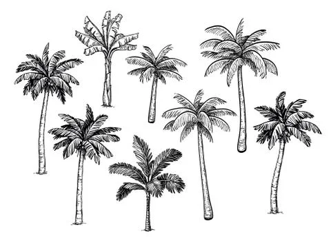 Collection of palm trees. Stock-Illustration