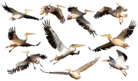 Collection of pelicans in flight Stock Photos