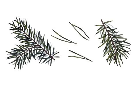 Collection of pine branches and needles, needles on a white background, han.. Illustrazione stock