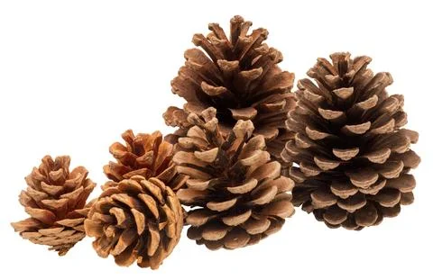 Collection of pine cones with varied sizes arranged together on a plain backg Stock Photos
