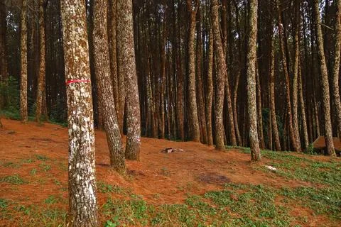 Collection of pine trees Stock Photos