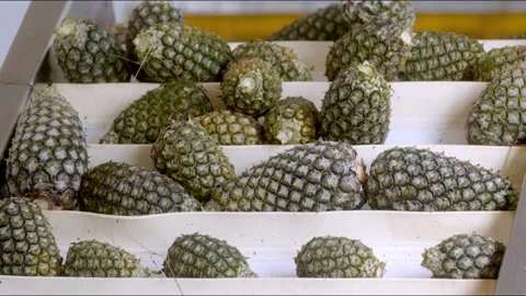 Collection of Pineapples after harvest make their way through factory Stock Footage 253991386