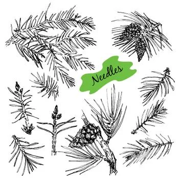 Collection with pine's needles. Stock Illustration