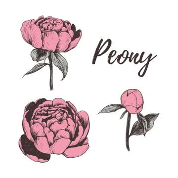 Collection of pink peonies. Peony vector Stock Illustration