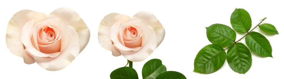 Collection of pink rose elements. Flower, leaf and branch isolated on a whi.. Stock Photos