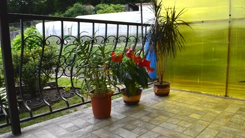 Collection plants Stock Footage 156498894