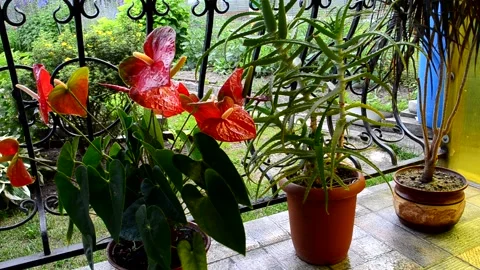 Collection plants Stock Footage 156500618
