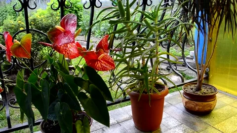 Collection plants Stock Footage 156502790