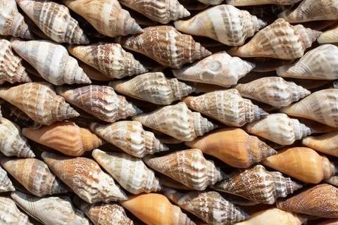 Collection Of Pointed Seashells Arranged In A Decorative Tiled Pattern Stock Photos