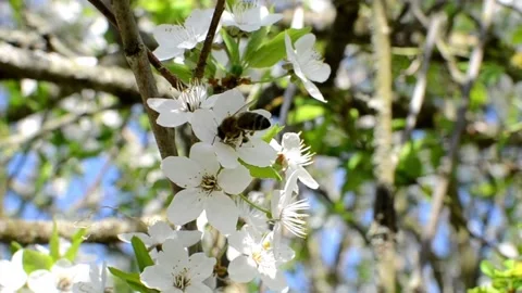 Collection of pollen on plum trees Stock Footage 240416129