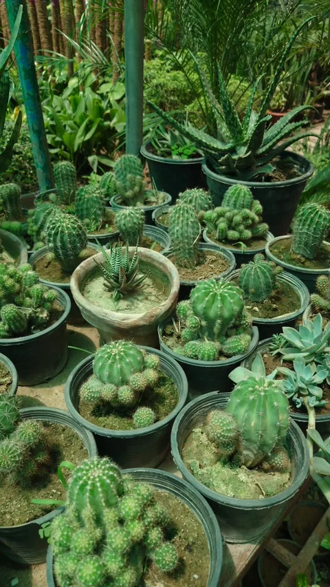 Collection Of Potted Cactus &amp; Succulent Plants In Garden - 4k Vertical Footage Stock Footage 340617196