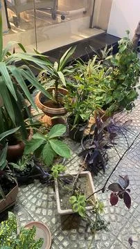 Collection of Potted Green Plants on Patterned Tile Floor Stock Photos