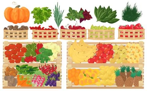 Collection of premium quality vector illustrations of fruits, berries and イラスト素材
