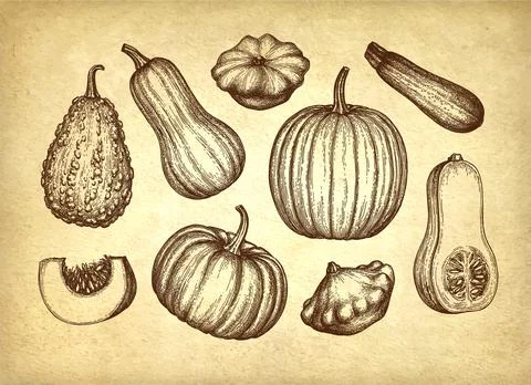 Collection of pumpkins. Illustrazione stock